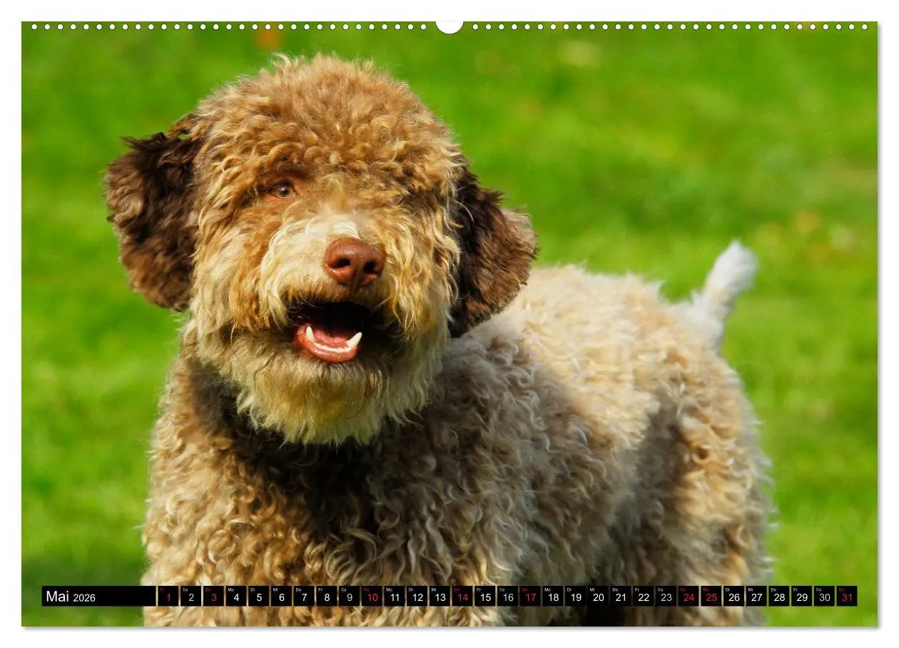 Bild: 9783516027099 | Lagotto Romagnolo - Italienischer Trüffelhund (Wandkalender 2026...
