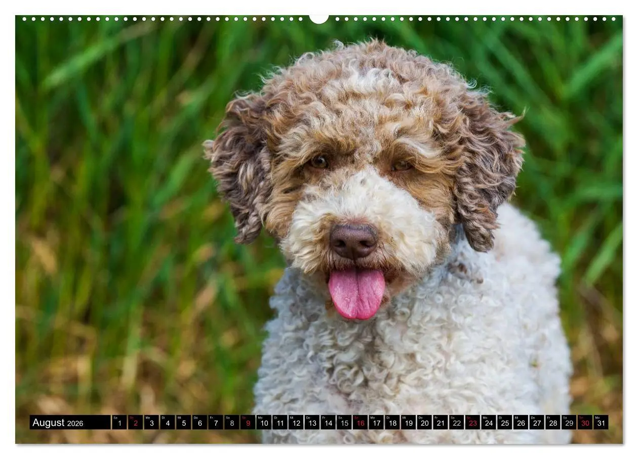 Bild: 9783516027099 | Lagotto Romagnolo - Italienischer Trüffelhund (Wandkalender 2026...