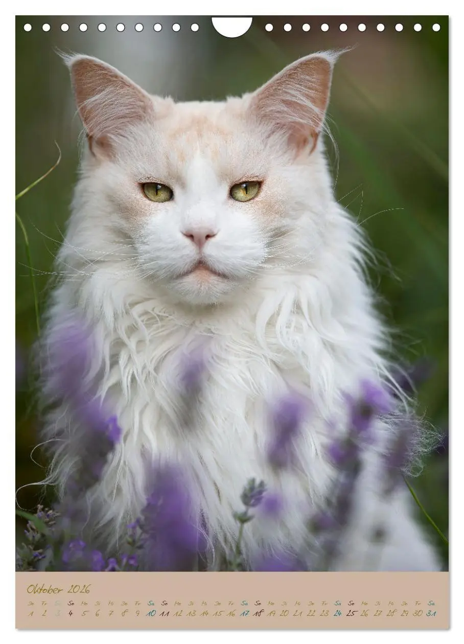 Bild: 9783516337099 | Plüschige Katzen im Garten (Wandkalender 2026 DIN A4 hoch),...