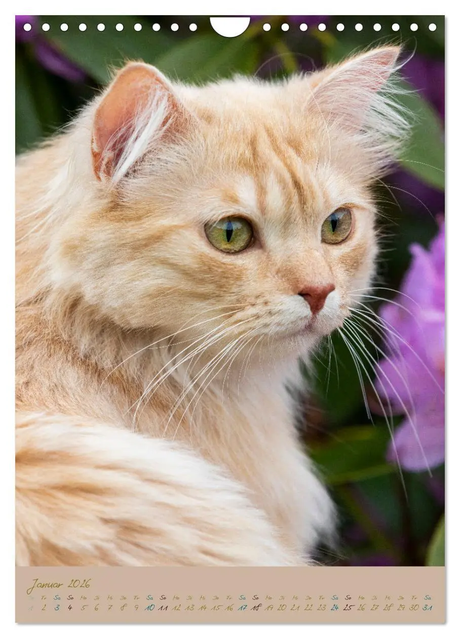 Bild: 9783516337099 | Plüschige Katzen im Garten (Wandkalender 2026 DIN A4 hoch),...