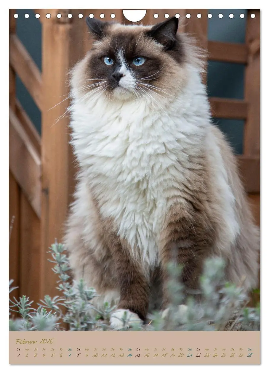 Bild: 9783516337099 | Plüschige Katzen im Garten (Wandkalender 2026 DIN A4 hoch),...