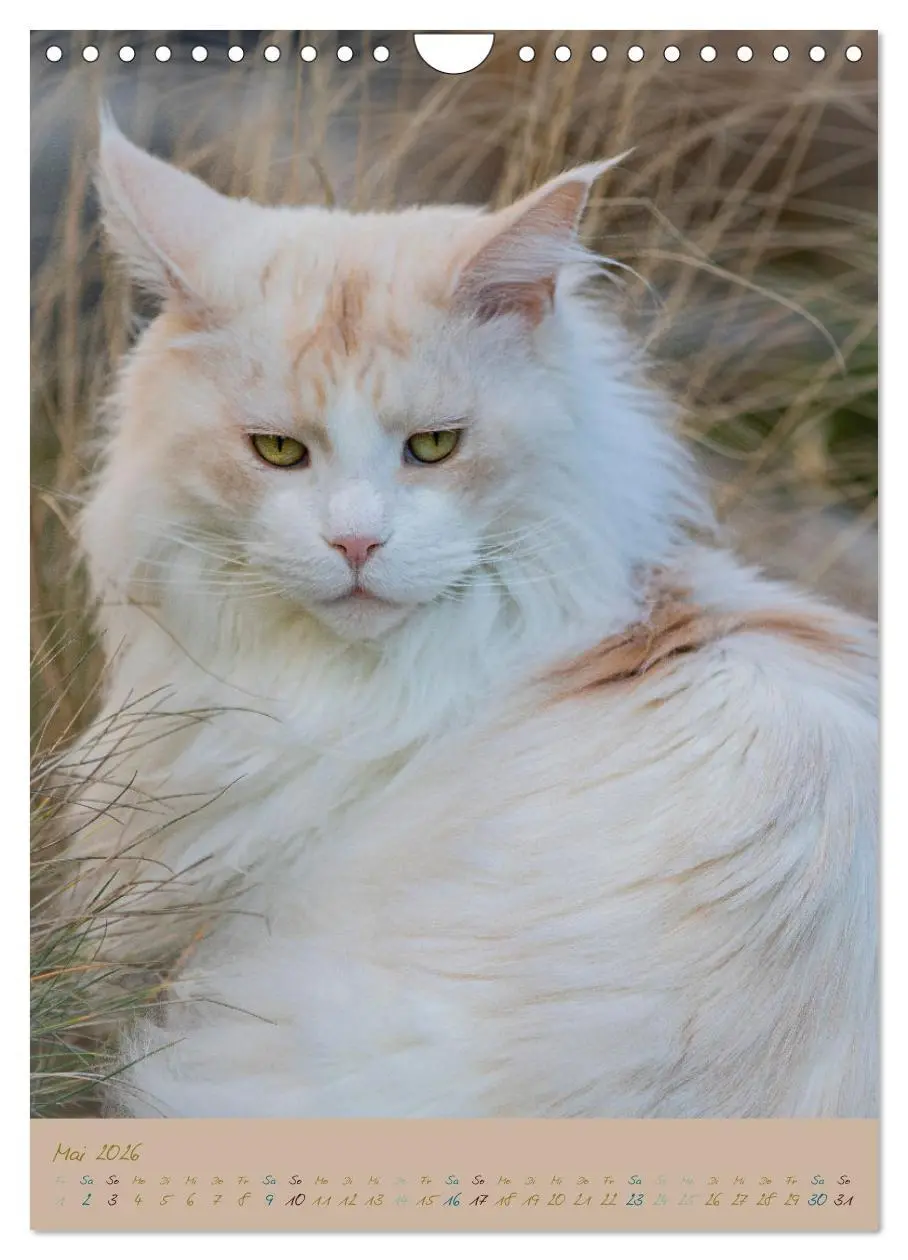 Bild: 9783516337099 | Plüschige Katzen im Garten (Wandkalender 2026 DIN A4 hoch),...