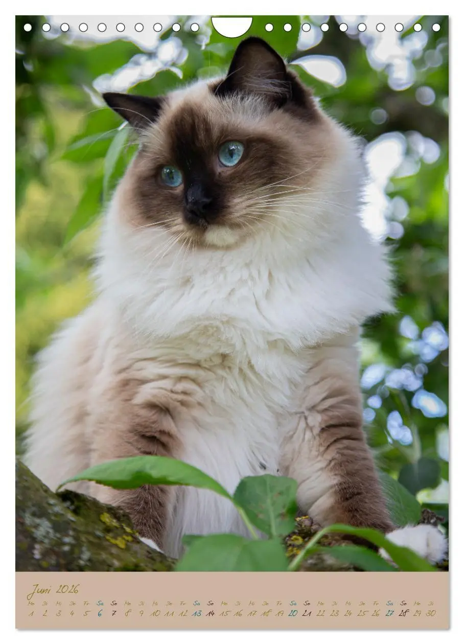Bild: 9783516337099 | Plüschige Katzen im Garten (Wandkalender 2026 DIN A4 hoch),...