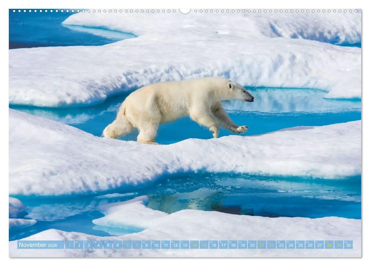 Bild: 9783516647099 | Eisbären: Lebenskünstler im Eis (Wandkalender 2026 DIN A2 quer),...