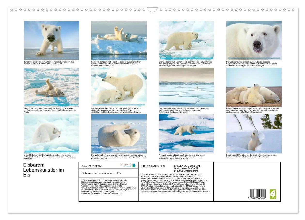 Bild: 9783516647099 | Eisbären: Lebenskünstler im Eis (Wandkalender 2026 DIN A2 quer),...
