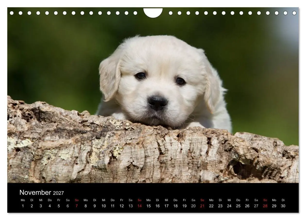 Bild: 9783594247099 | Hundewelpen (Wandkalender 2027 DIN A4 quer), CALVENDO Monatskalender