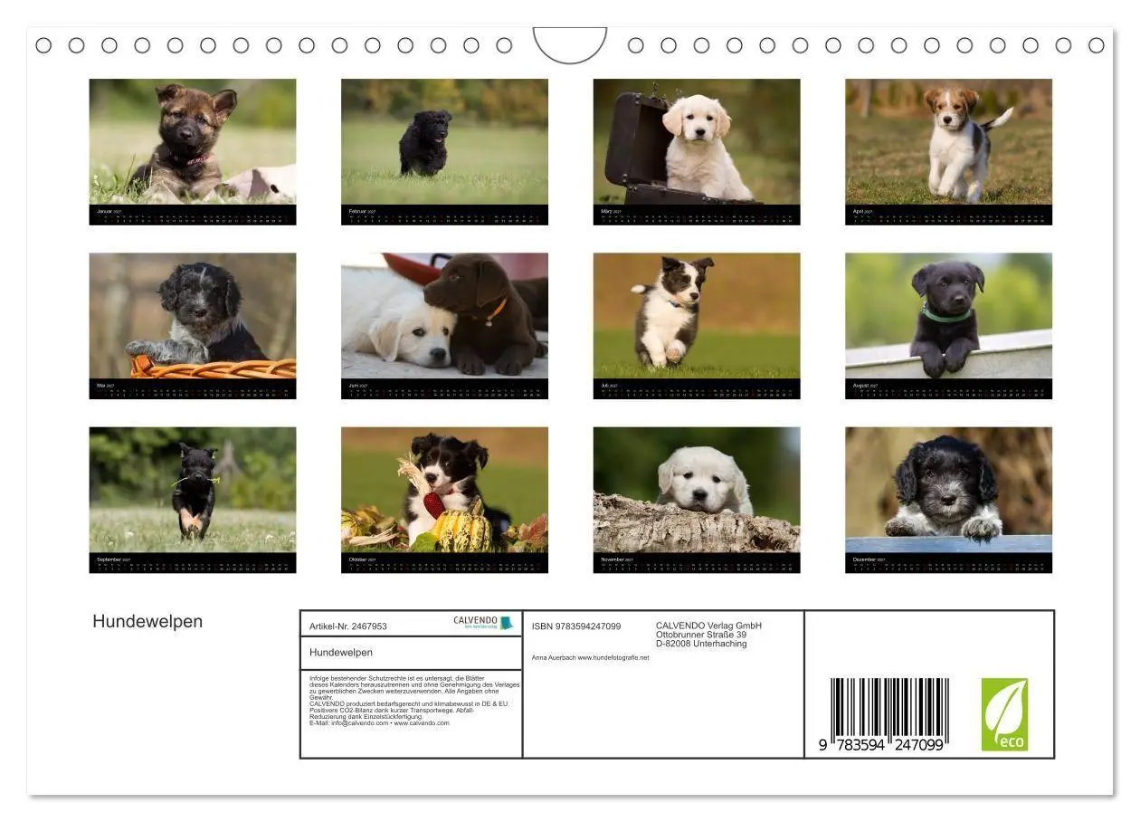 Bild: 9783594247099 | Hundewelpen (Wandkalender 2027 DIN A4 quer), CALVENDO Monatskalender