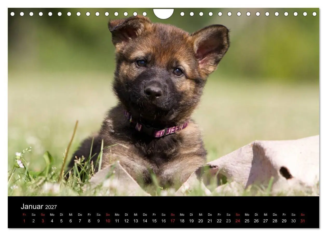 Bild: 9783594247099 | Hundewelpen (Wandkalender 2027 DIN A4 quer), CALVENDO Monatskalender