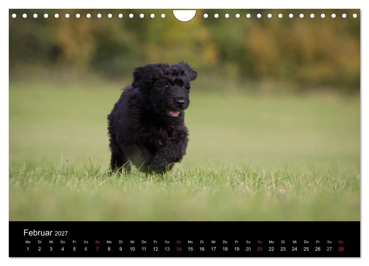 Bild: 9783594247099 | Hundewelpen (Wandkalender 2027 DIN A4 quer), CALVENDO Monatskalender