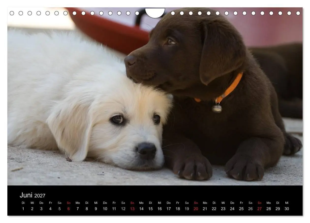 Bild: 9783594247099 | Hundewelpen (Wandkalender 2027 DIN A4 quer), CALVENDO Monatskalender