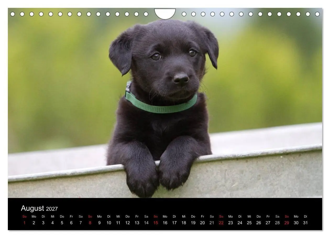 Bild: 9783594247099 | Hundewelpen (Wandkalender 2027 DIN A4 quer), CALVENDO Monatskalender