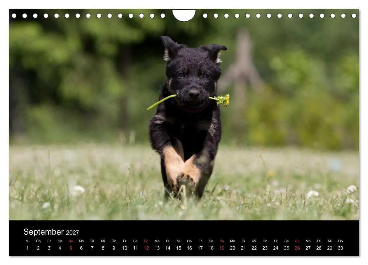 Bild: 9783594247099 | Hundewelpen (Wandkalender 2027 DIN A4 quer), CALVENDO Monatskalender