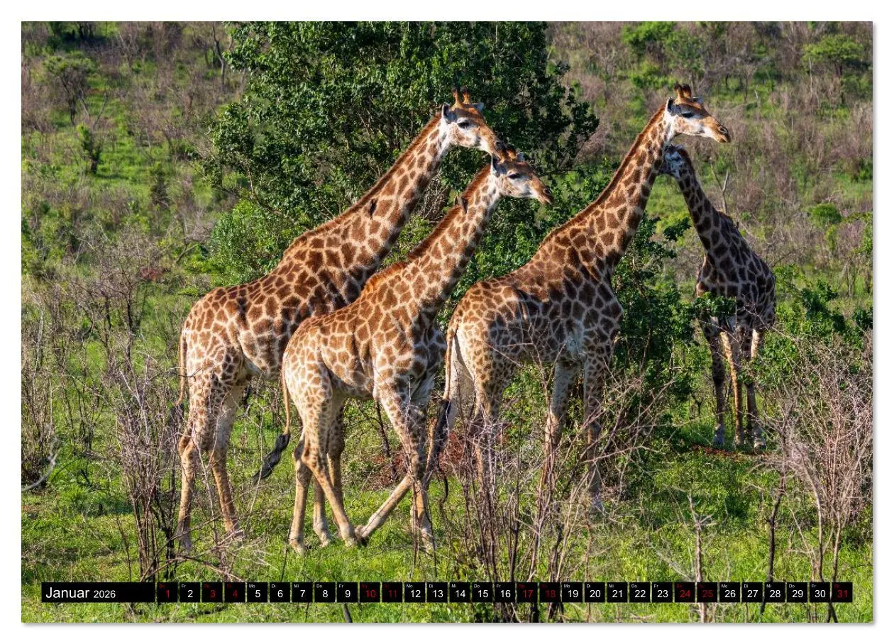 Bild: 9783516627299 | Komm mit auf Safari! Botswana und Südafrika (Wandkalender 2026 DIN...