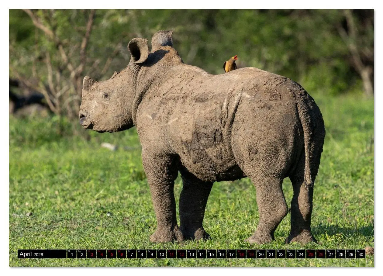 Bild: 9783516627299 | Komm mit auf Safari! Botswana und Südafrika (Wandkalender 2026 DIN...