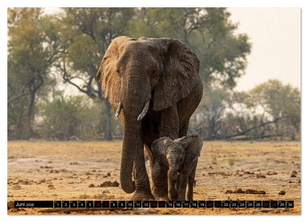 Bild: 9783516627299 | Komm mit auf Safari! Botswana und Südafrika (Wandkalender 2026 DIN...
