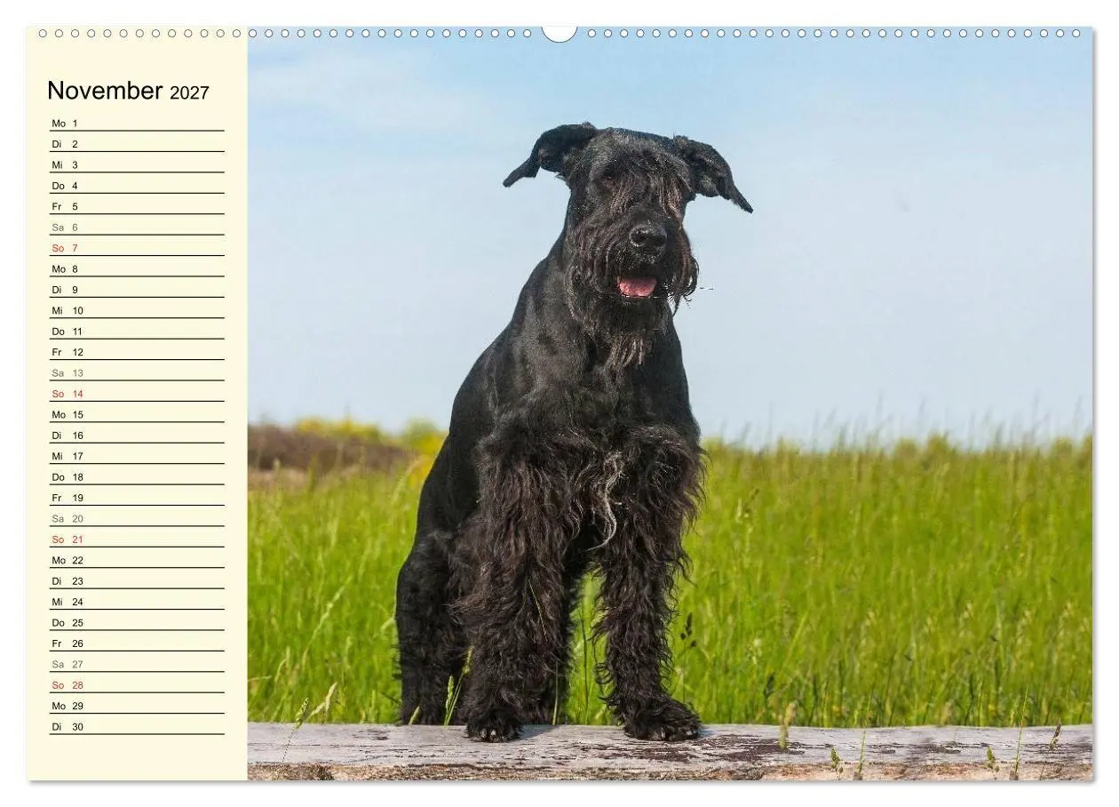 Bild: 9783569957299 | Treuer Freund Riesenschnauzer (Wandkalender 2027 DIN A2 quer),...
