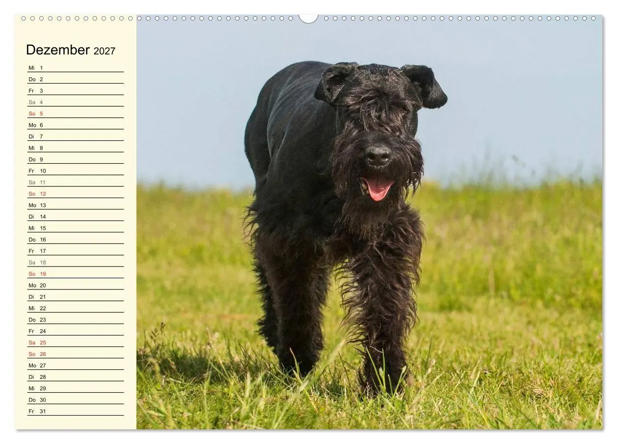 Bild: 9783569957299 | Treuer Freund Riesenschnauzer (Wandkalender 2027 DIN A2 quer),...