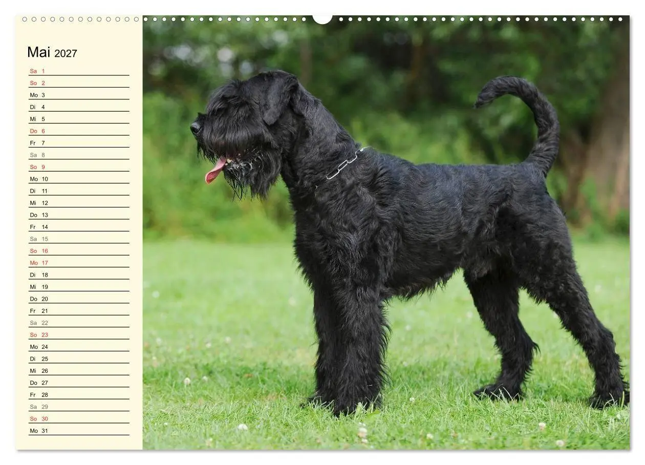 Bild: 9783569957299 | Treuer Freund Riesenschnauzer (Wandkalender 2027 DIN A2 quer),...