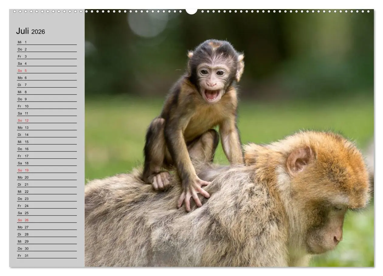 Bild: 9783457997499 | Faszination Affen. Kobolde zum Verlieben (Wandkalender 2026 DIN A2...