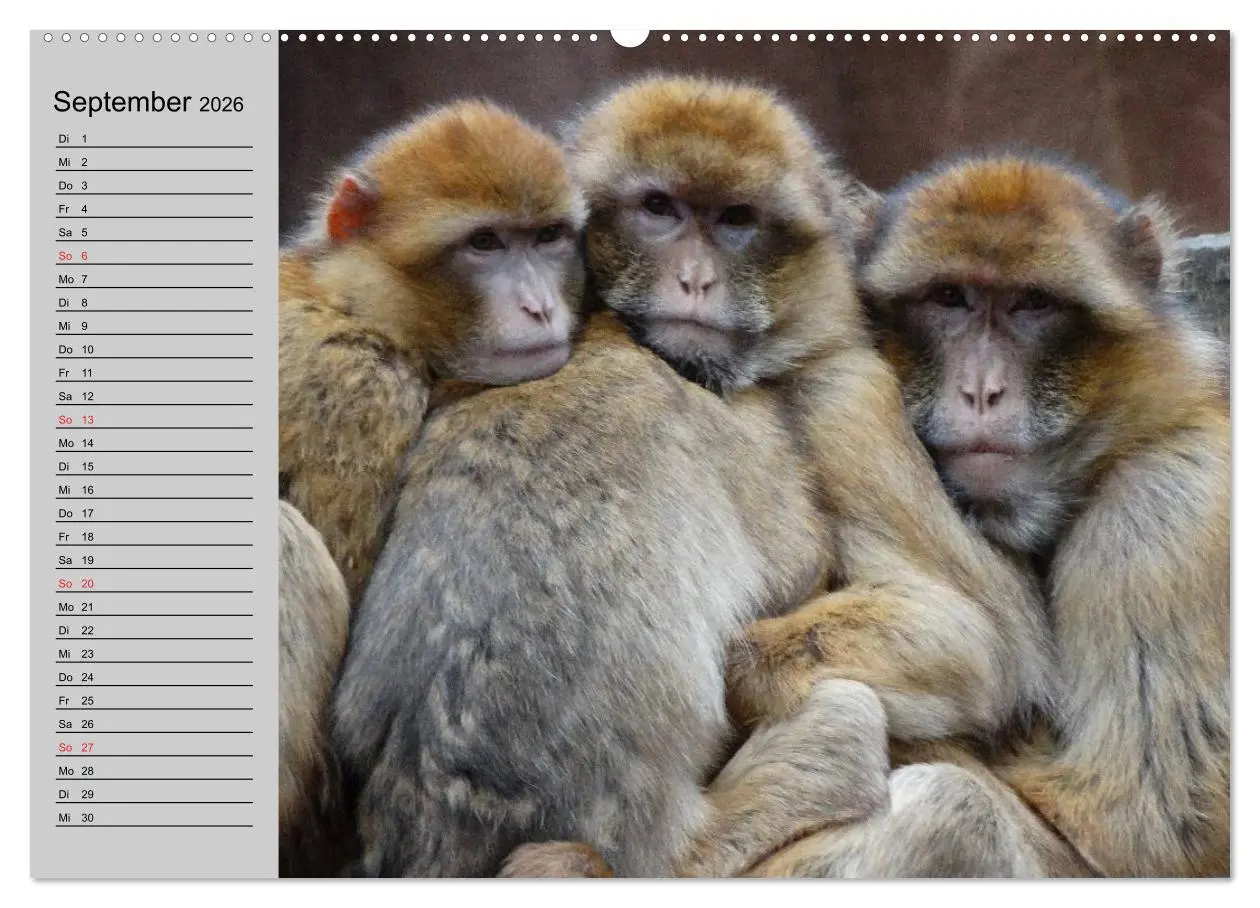 Bild: 9783457997499 | Faszination Affen. Kobolde zum Verlieben (Wandkalender 2026 DIN A2...
