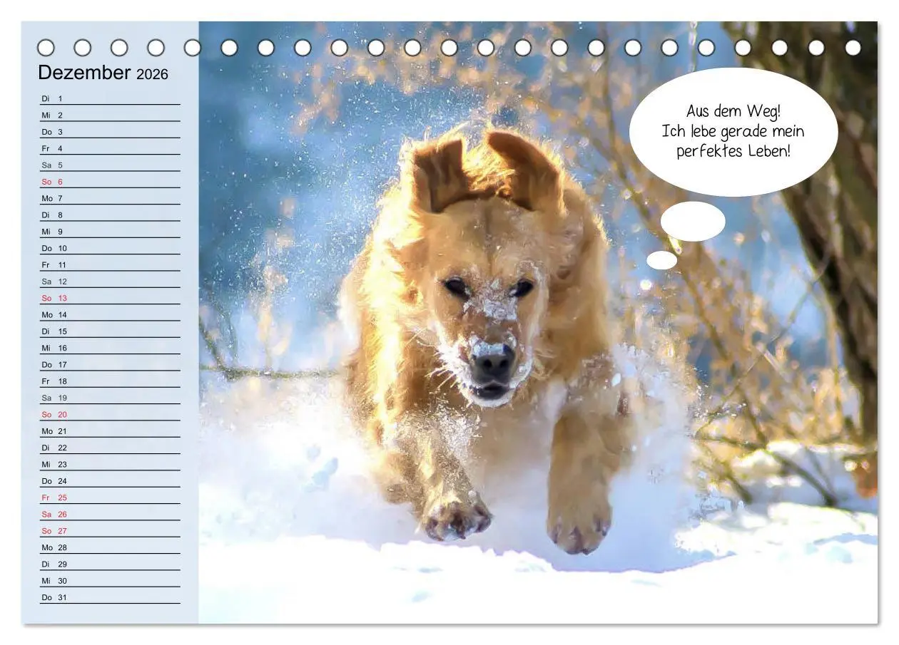 Bild: 9783457677599 | Hurra! Wir gehen Gassi! Abenteuer mit dem Hund! (Tischkalender 2026...