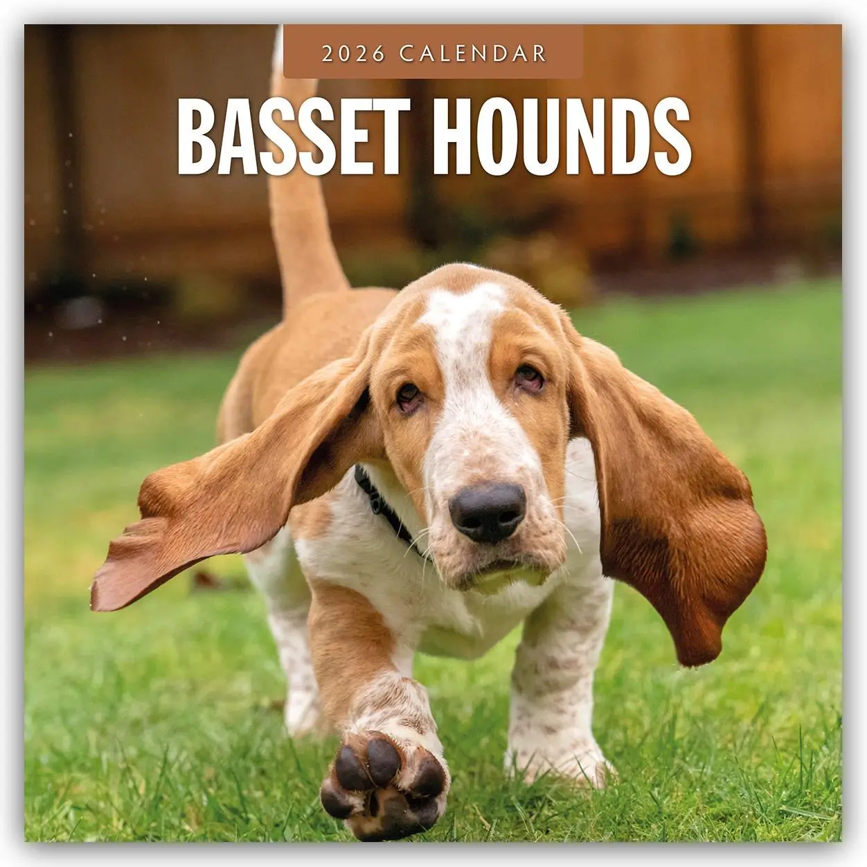 Cover: 9781804427699 | Basset Hounds - Basset Hound 2026 - 16-Monatskalender | Robin Red