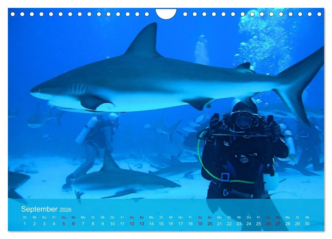 Bild: 9783457597699 | Erlebnis Tauchen - faszinierende Unterwasserwelt (Wandkalender 2026...