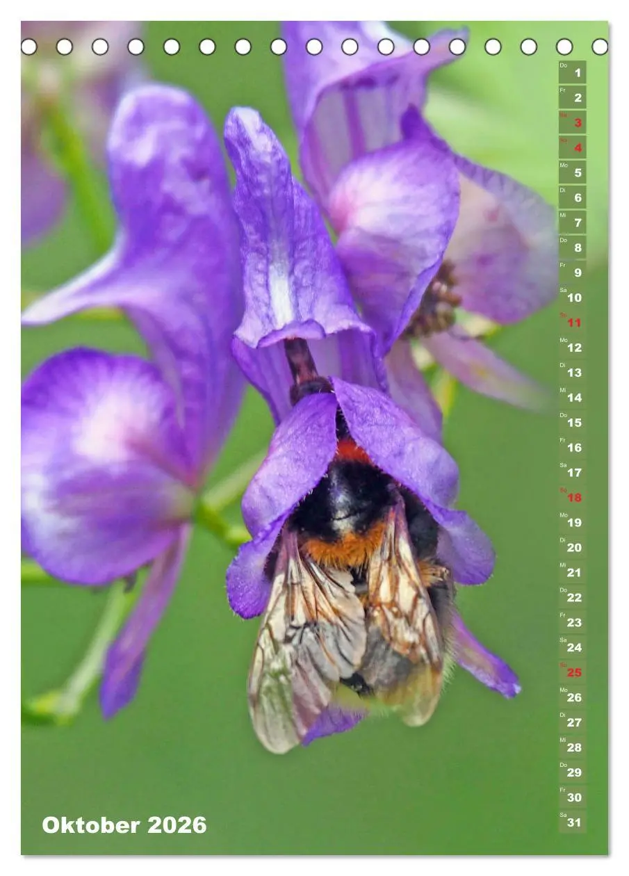 Bild: 9783516377699 | Blossom Love, von Bienen und Hummeln (Tischkalender 2026 DIN A5...