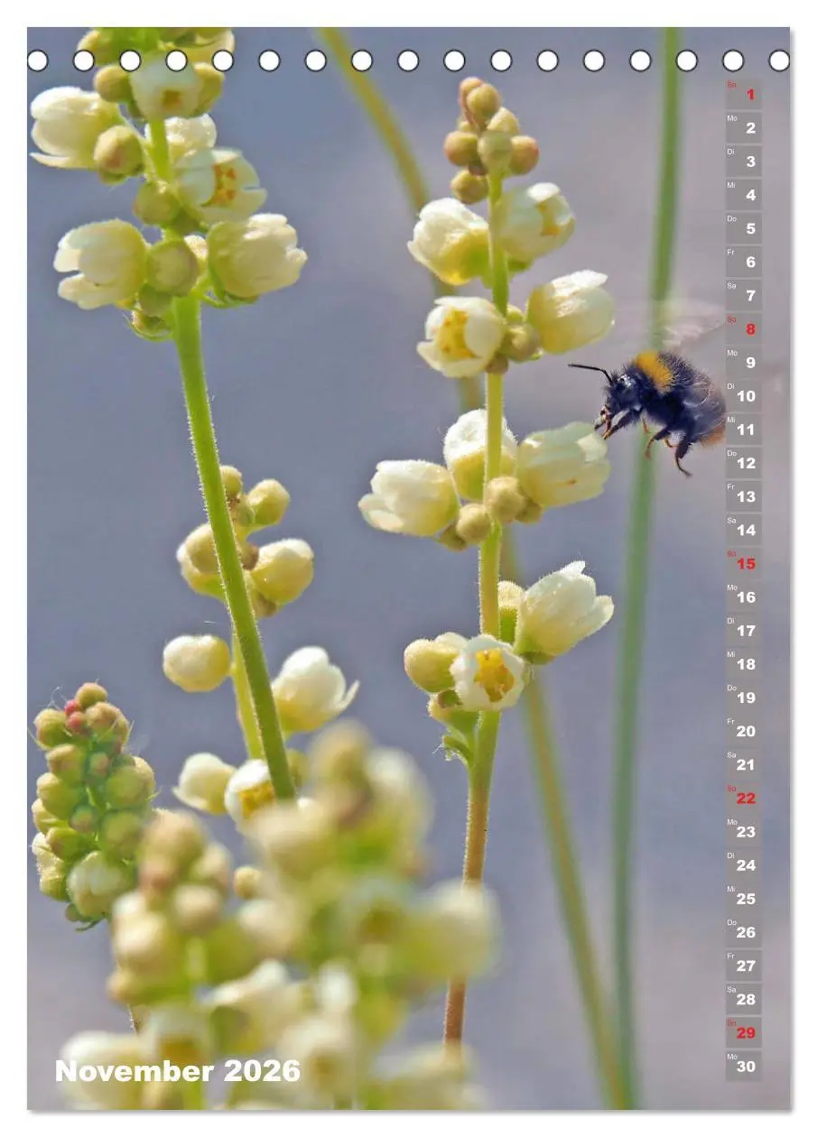 Bild: 9783516377699 | Blossom Love, von Bienen und Hummeln (Tischkalender 2026 DIN A5...