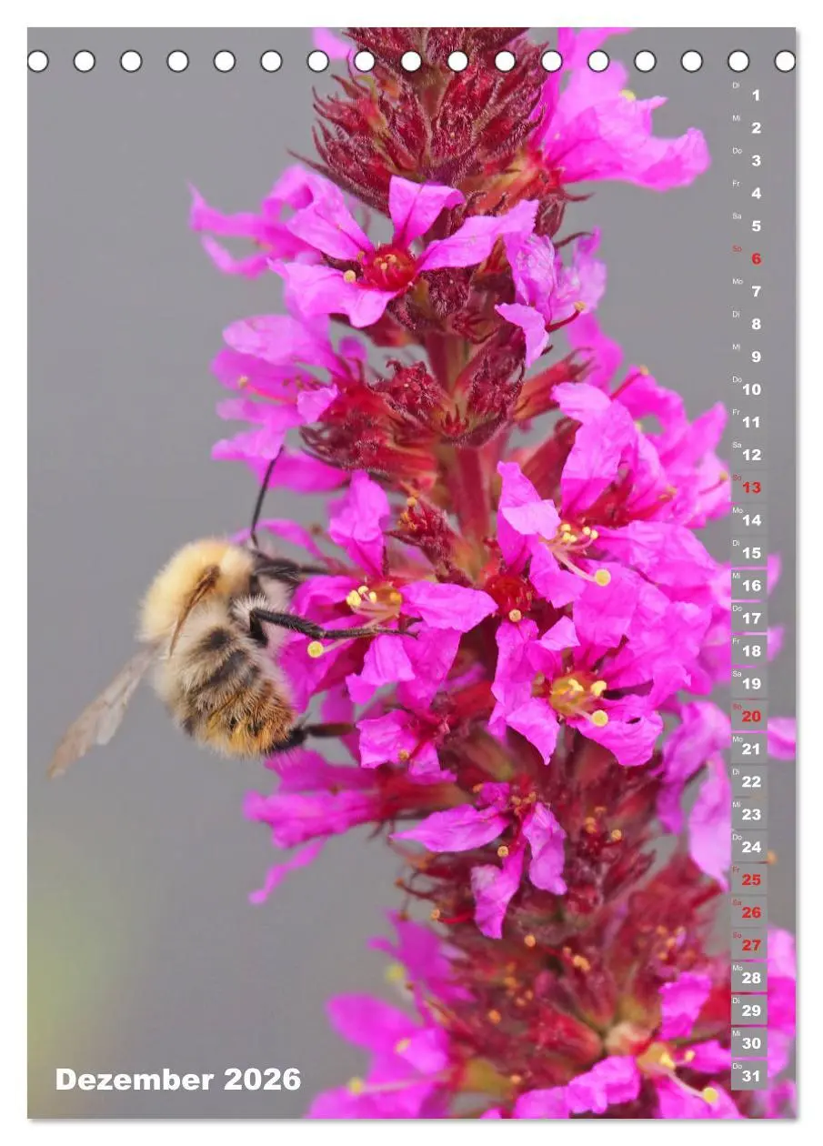 Bild: 9783516377699 | Blossom Love, von Bienen und Hummeln (Tischkalender 2026 DIN A5...