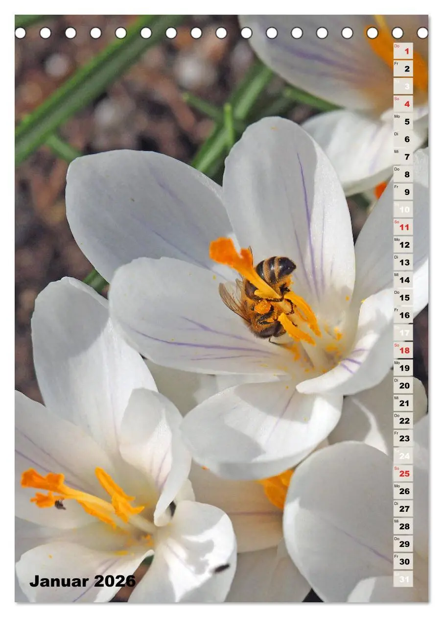 Bild: 9783516377699 | Blossom Love, von Bienen und Hummeln (Tischkalender 2026 DIN A5...