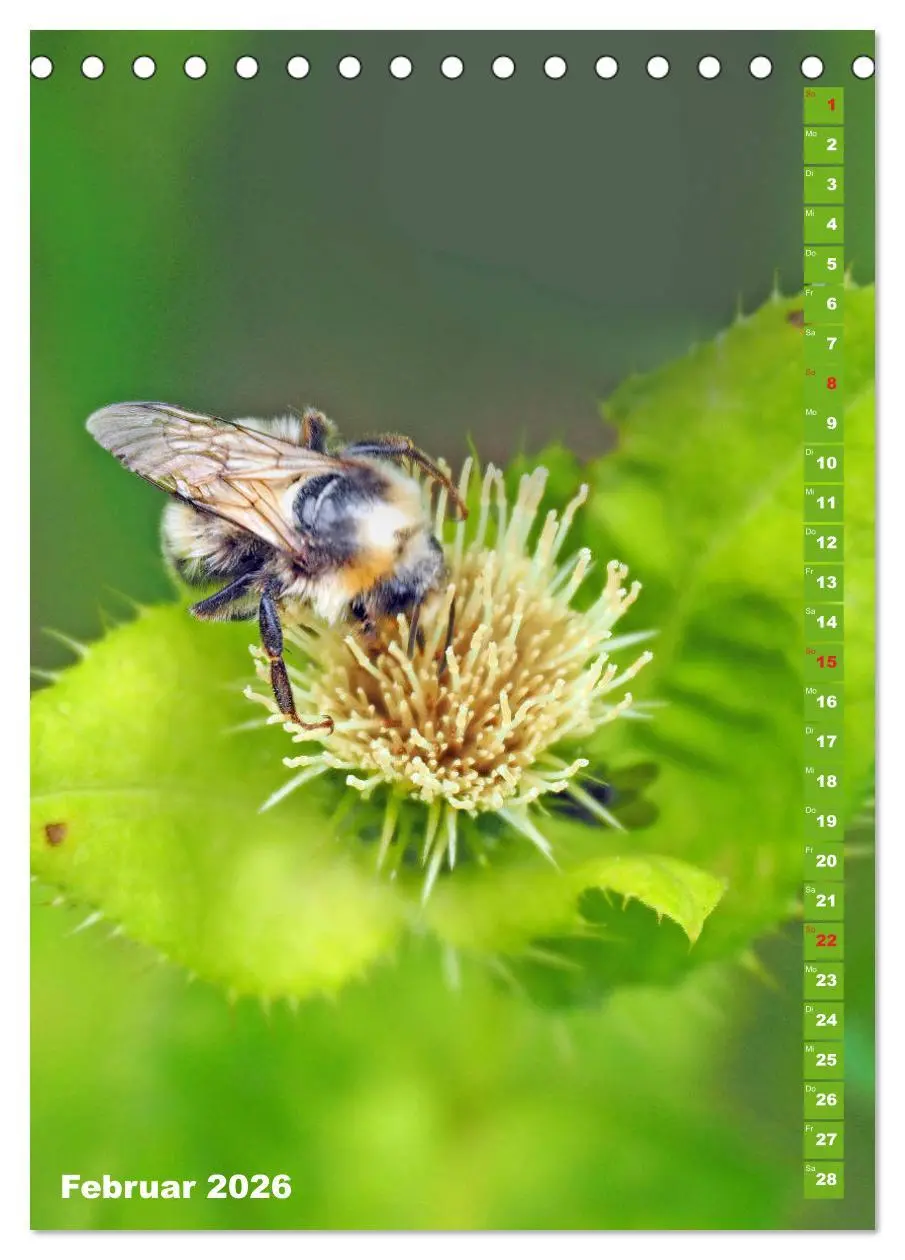Bild: 9783516377699 | Blossom Love, von Bienen und Hummeln (Tischkalender 2026 DIN A5...