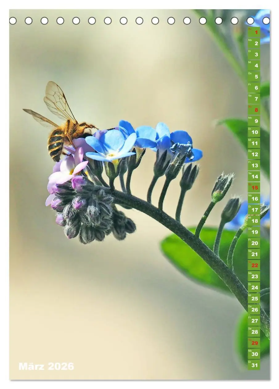 Bild: 9783516377699 | Blossom Love, von Bienen und Hummeln (Tischkalender 2026 DIN A5...