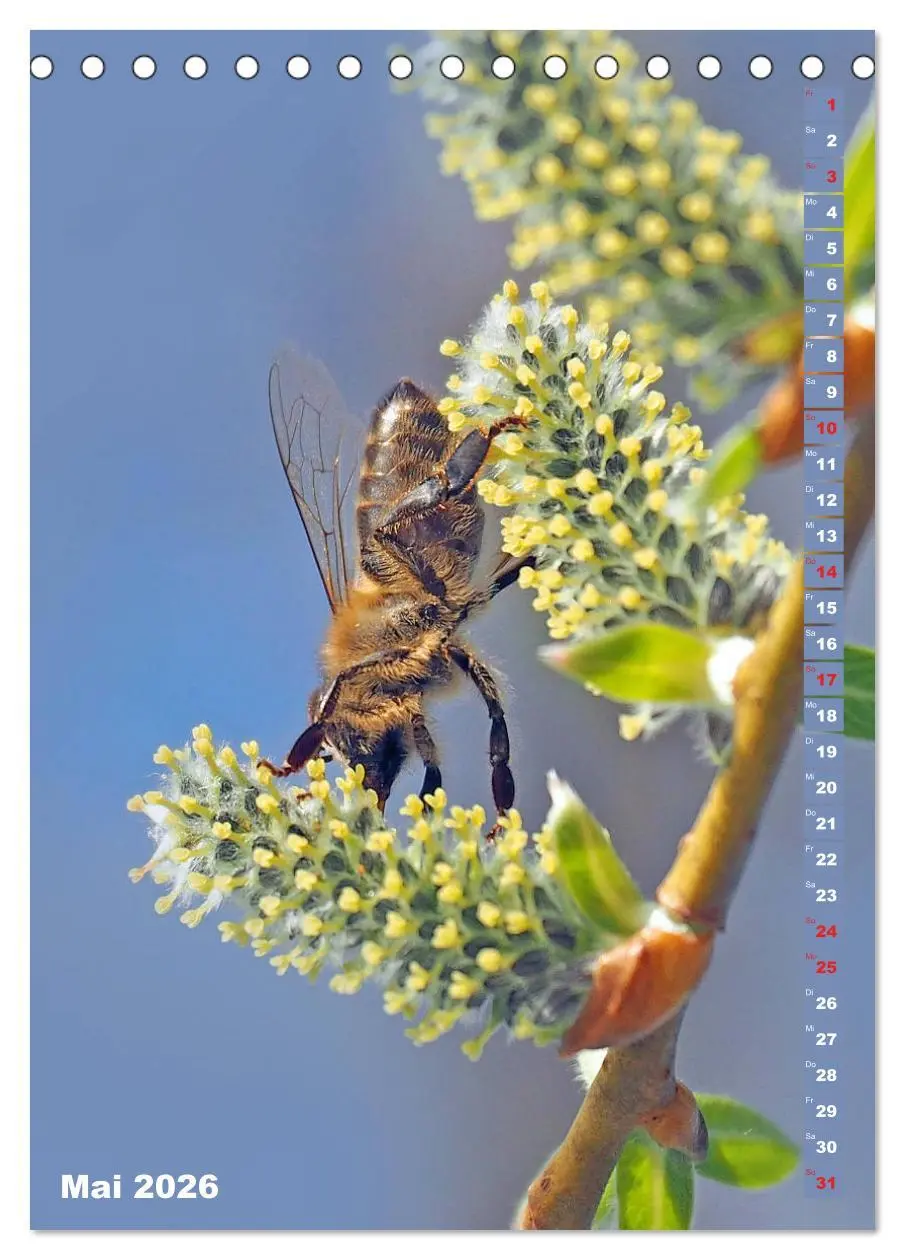 Bild: 9783516377699 | Blossom Love, von Bienen und Hummeln (Tischkalender 2026 DIN A5...