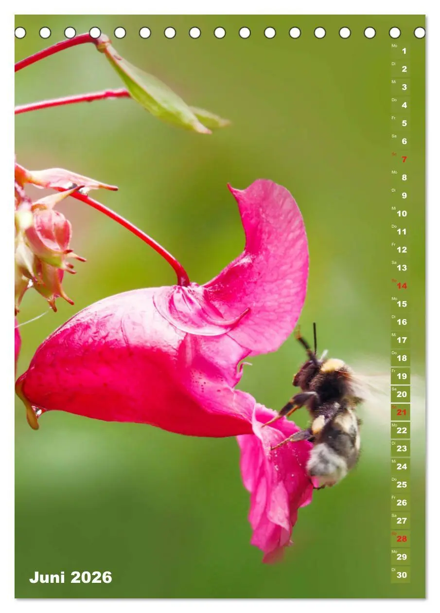 Bild: 9783516377699 | Blossom Love, von Bienen und Hummeln (Tischkalender 2026 DIN A5...