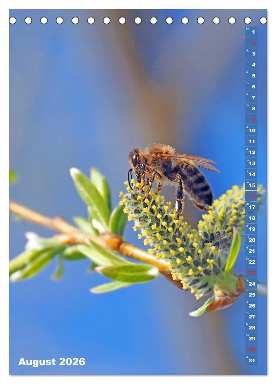 Bild: 9783516377699 | Blossom Love, von Bienen und Hummeln (Tischkalender 2026 DIN A5...