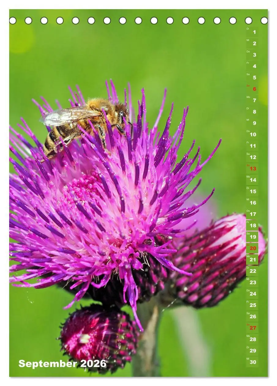 Bild: 9783516377699 | Blossom Love, von Bienen und Hummeln (Tischkalender 2026 DIN A5...
