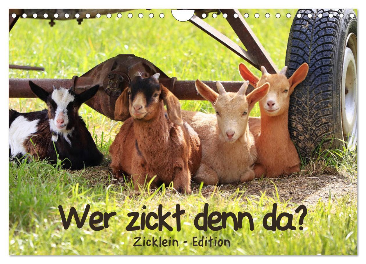 Cover: 9783435327799 | Wer zickt denn da? - Zicklein-Edition (Wandkalender 2025 DIN A4...