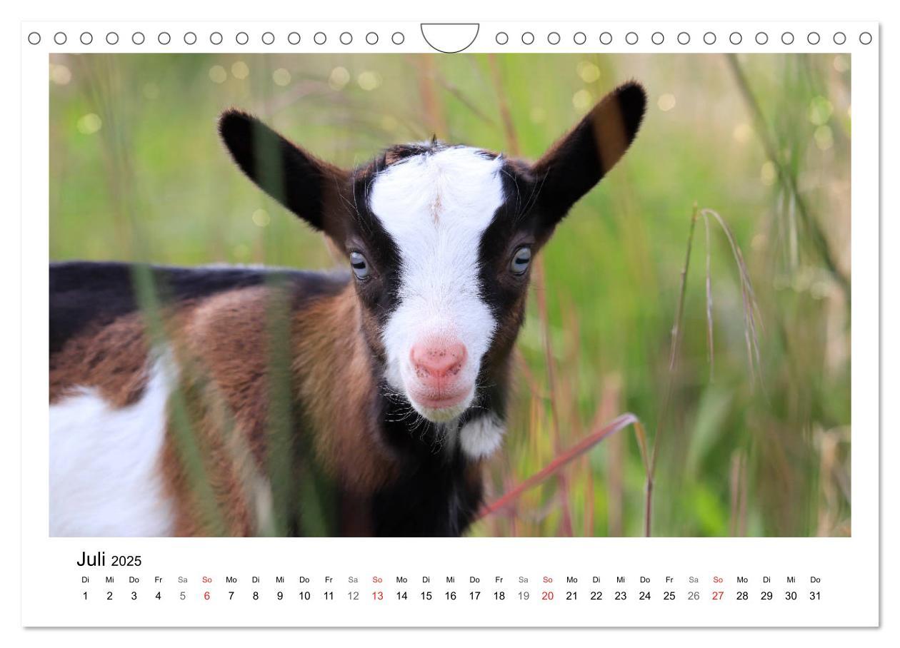 Bild: 9783435327799 | Wer zickt denn da? - Zicklein-Edition (Wandkalender 2025 DIN A4...