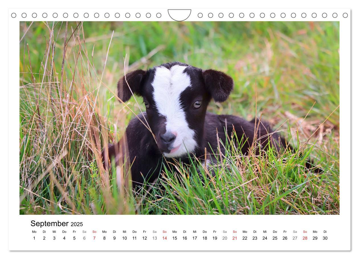 Bild: 9783435327799 | Wer zickt denn da? - Zicklein-Edition (Wandkalender 2025 DIN A4...