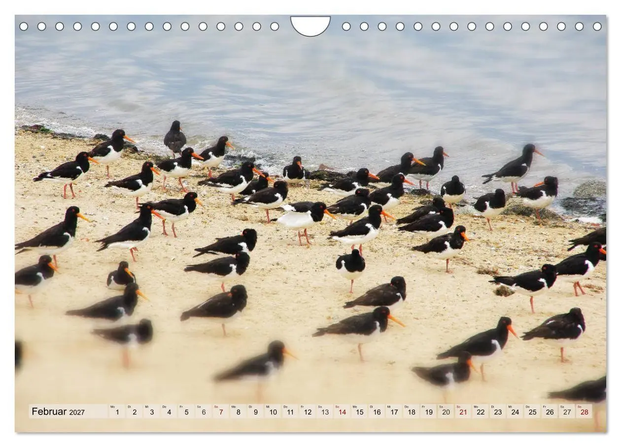 Bild: 9783569837799 | Typisch Amrum! (Wandkalender 2027 DIN A4 quer), CALVENDO...