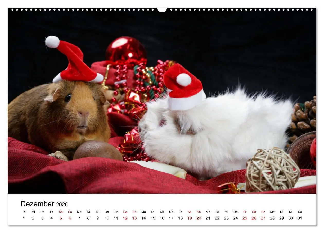 Bild: 9783457768099 | Unsere Meerschweinchen (hochwertiger Premium Wandkalender 2026 DIN...
