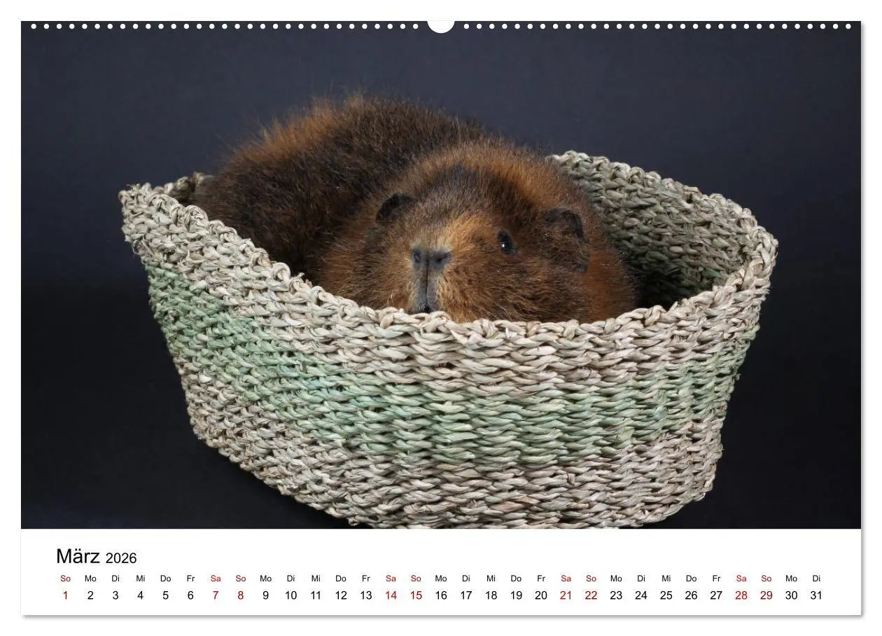 Bild: 9783457768099 | Unsere Meerschweinchen (hochwertiger Premium Wandkalender 2026 DIN...