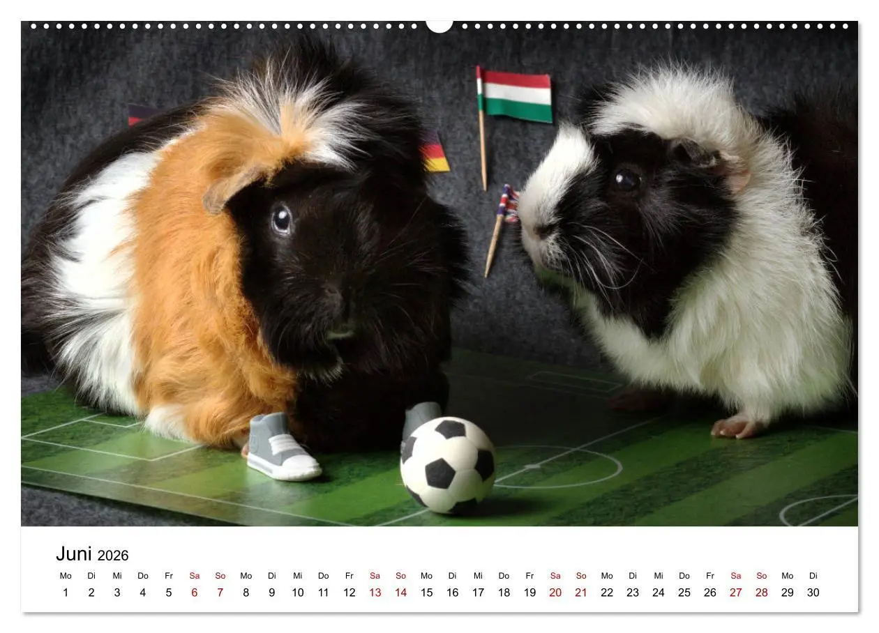 Bild: 9783457768099 | Unsere Meerschweinchen (hochwertiger Premium Wandkalender 2026 DIN...