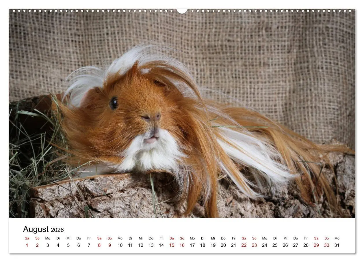 Bild: 9783457768099 | Unsere Meerschweinchen (hochwertiger Premium Wandkalender 2026 DIN...