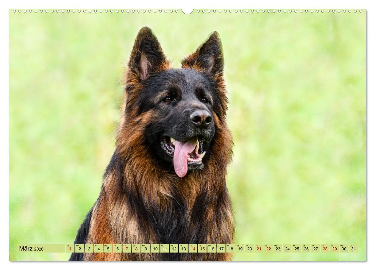 Bild: 9783457518199 | Altdeutsche Schäferhunde - Traumhafte Schäferhunde Langstockhaar...
