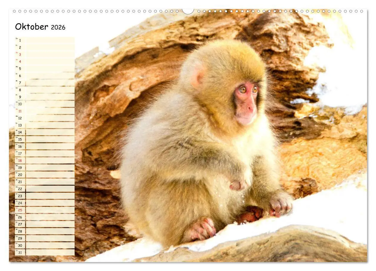 Bild: 9783457748299 | Zauberhafte Affenkinder. Süßer geht´s nicht! (Wandkalender 2026 DIN...