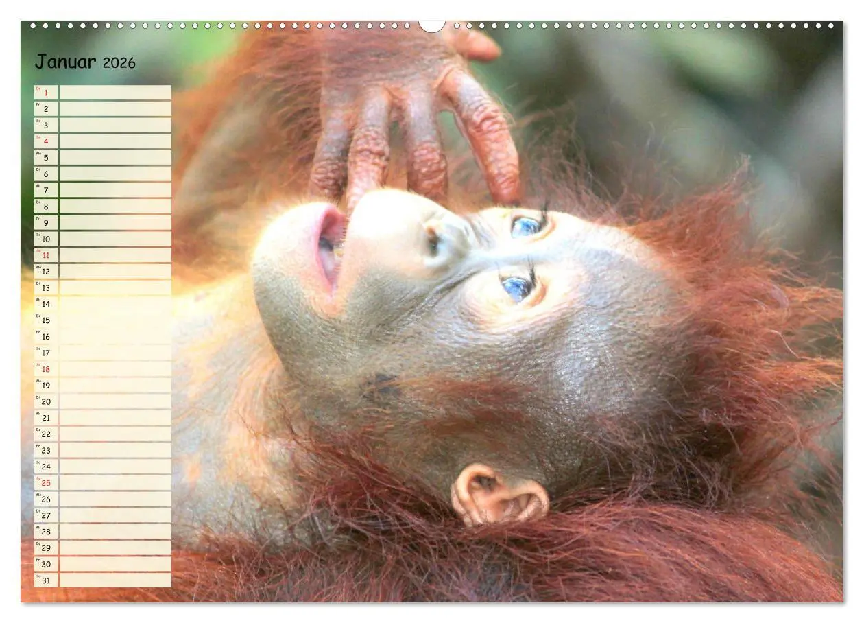 Bild: 9783457748299 | Zauberhafte Affenkinder. Süßer geht´s nicht! (Wandkalender 2026 DIN...