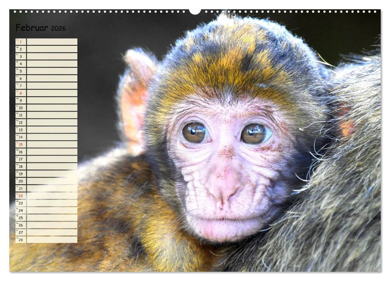 Bild: 9783457748299 | Zauberhafte Affenkinder. Süßer geht´s nicht! (Wandkalender 2026 DIN...