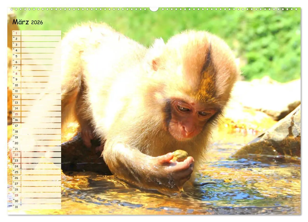 Bild: 9783457748299 | Zauberhafte Affenkinder. Süßer geht´s nicht! (Wandkalender 2026 DIN...